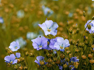 a close up of some flowers