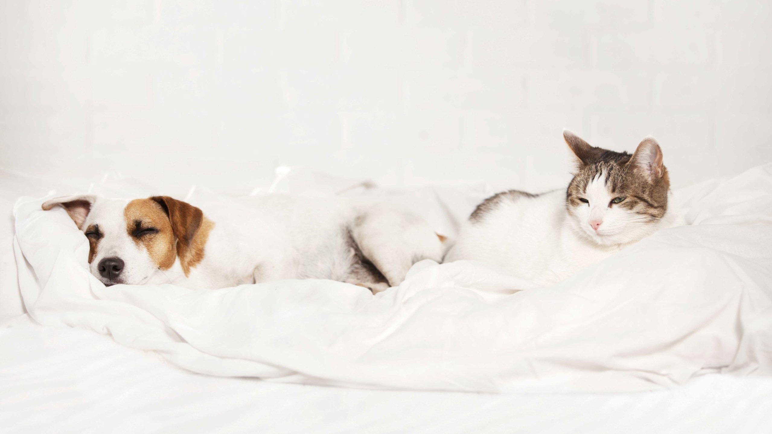Down Blanket vs. Down Comforter: Everything You Need to Know