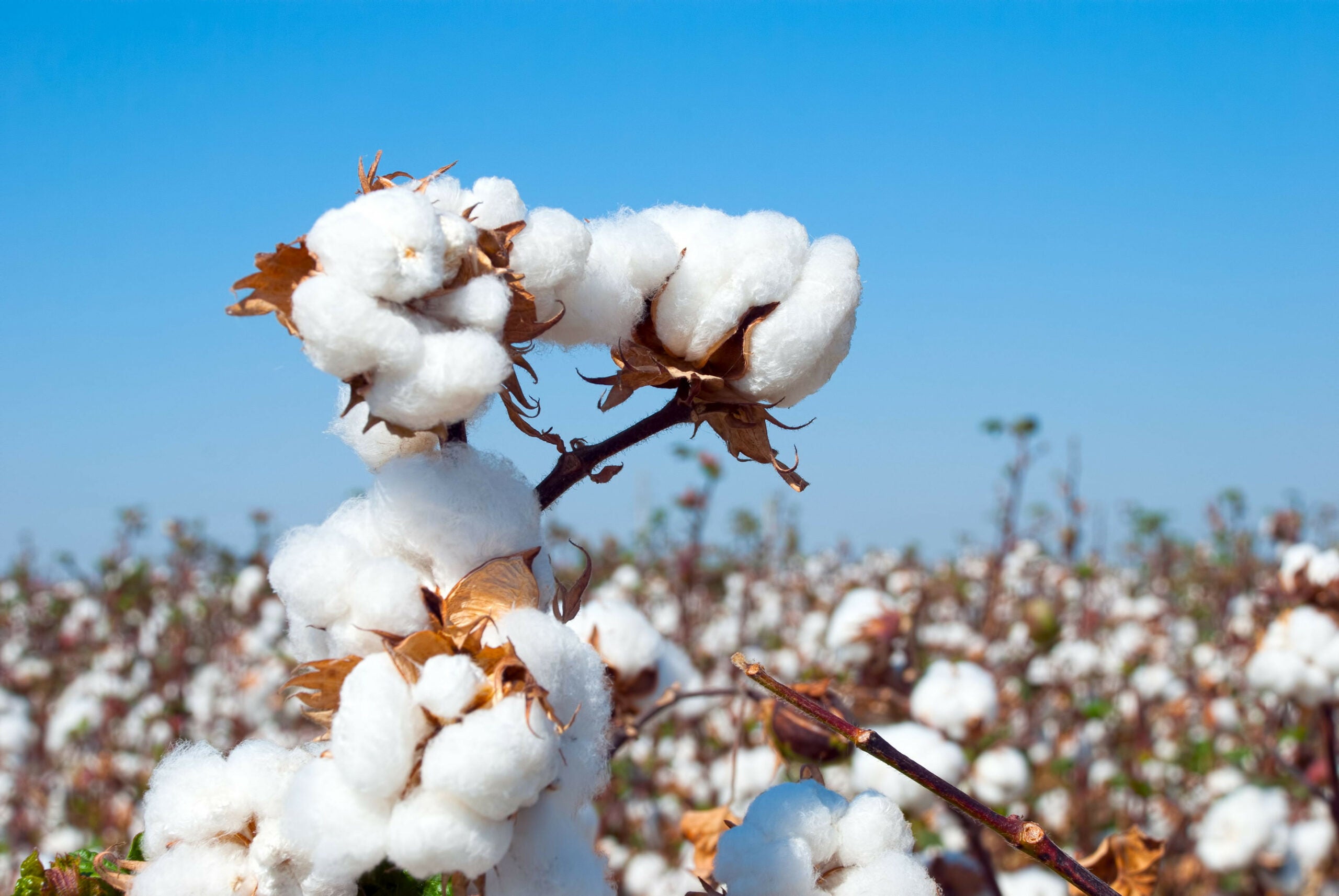 The Thorough Journey From Seed to Sheet: A Comparative Look at Organic vs. Conventional Cotton
