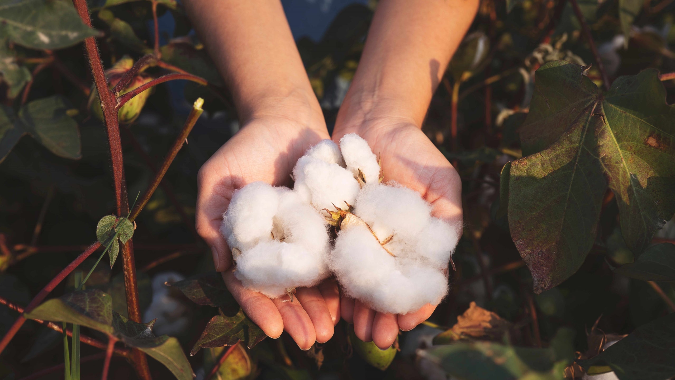 Organic Cotton – Better for the Planet, and Better for You