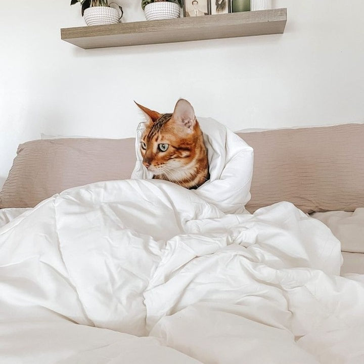 A brown tabby cat wrapped in a white comforter sits on a bed under a shelf with plants and decor.
