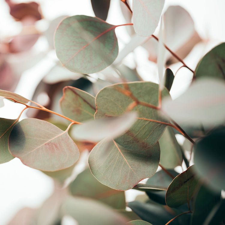 TENCEL™ Lyocell Lightweight Down Blanket Puredown