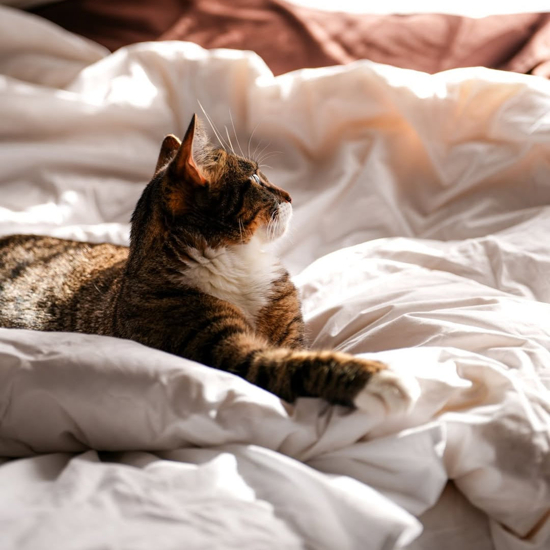 A cat lies on a rumpled white blanket, looking toward sunlight streaming onto the bed.