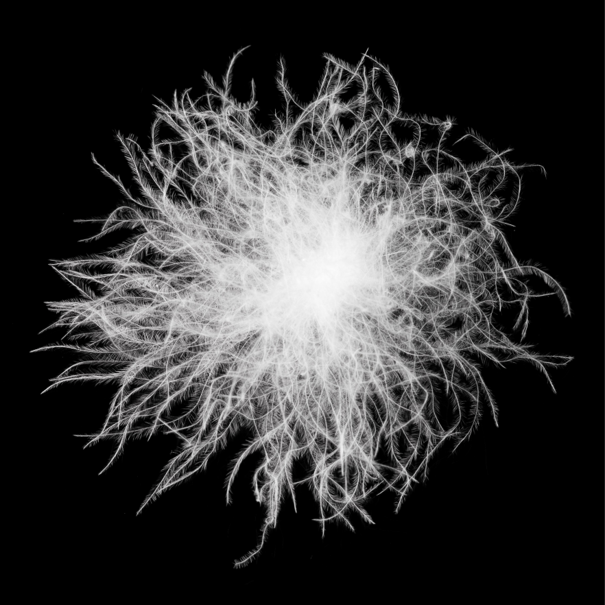 A cluster of fluffy white down feathers against a solid black background.