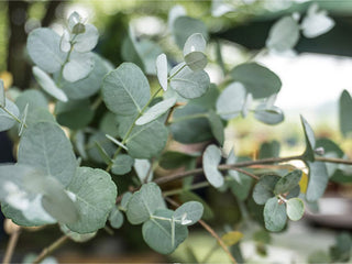 a close up of a plant