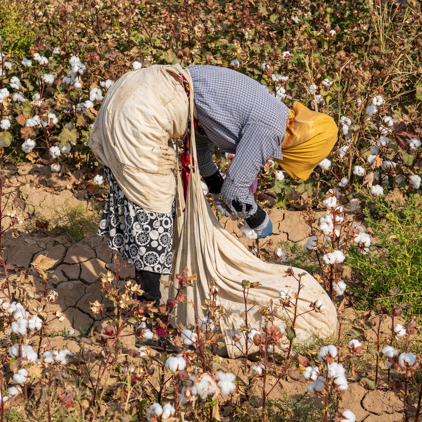 All Season Organic Cotton Comforter Filled with Down and Feather Fiber